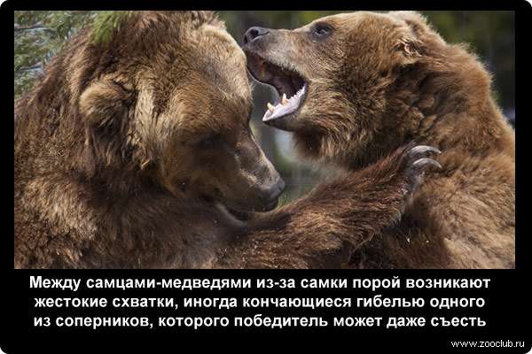  Между самцами-медведями из-за самки порой возникают жестокие схватки, иногда кончающиеся гибелью одного из соперников, которого победитель может даже съесть