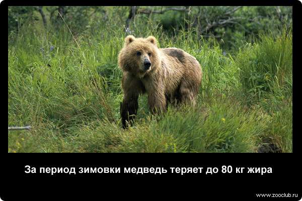  За период зимовки медведь теряет до 80 кг жира