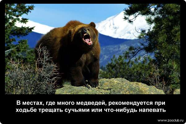 В местах, где много медведей, рекомендуется при ходьбе трещать сучьями или что-нибудь напевать