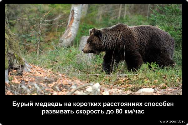  Бурый медведь на коротких расстояниях способен развивать скорость до 80 км/час