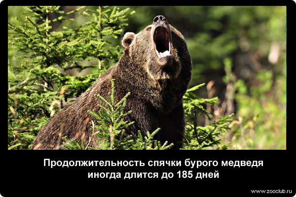  Продолжительность спячки бурого медведя иногда длится до 185 дней