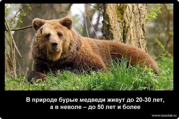  В природе бурые медведи живут до 20-30 лет, а в неволе - до 50 лет и более