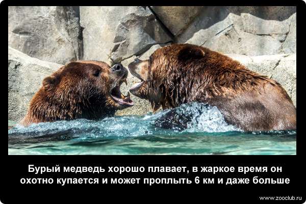  Бурый медведь хорошо плавает, в жаркое время он охотно купается и может проплыть 6 км и даже больше