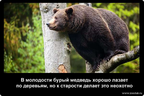  В молодости бурый медведь хорошо лазает по деревьям, но к старости делает это неохотно