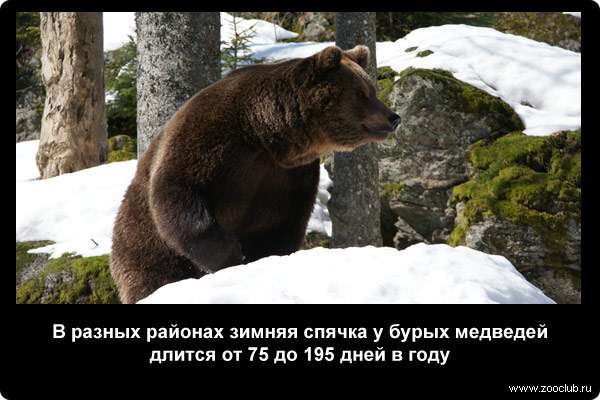  В разных районах зимняя спячка у бурых медведей длится от 75 до 195 дней в году
