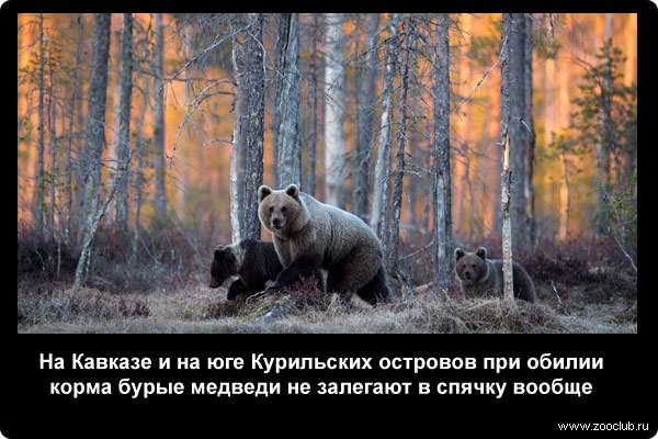  На Кавказе и на юге Курильских островов при обилии корма бурые медведи не залегают в спячку вообще