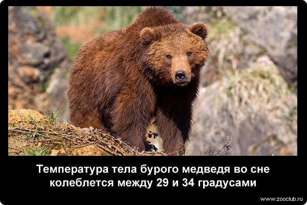  Температура тела бурого медведя во сне колеблется между 29 и 34 градусами