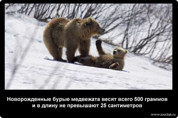  Новорожденные бурые медвежата весят всего 500 граммов и в длину не превышают 25 сантиметров