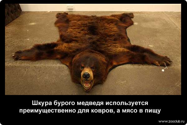  Шкура бурого медведя используется преимущественно для ковров, а мясо в пищу