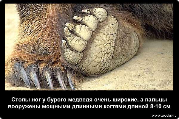  Стопы ног у бурого медведя очень широкие, а пальцы вооружены мощными длинными когтями длиной 8-10 см, которые на передних конечностях значительно длиннее, чем на задних