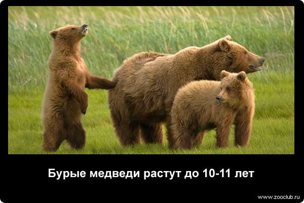  Бурые медведи растут до 10-11 лет