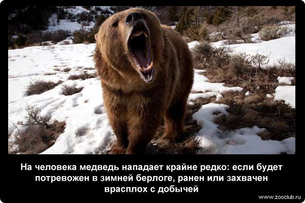  На человека медведь нападает крайне редко: если будет потревожен в зимней берлоге, ранен или захвачен врасплох с добычей