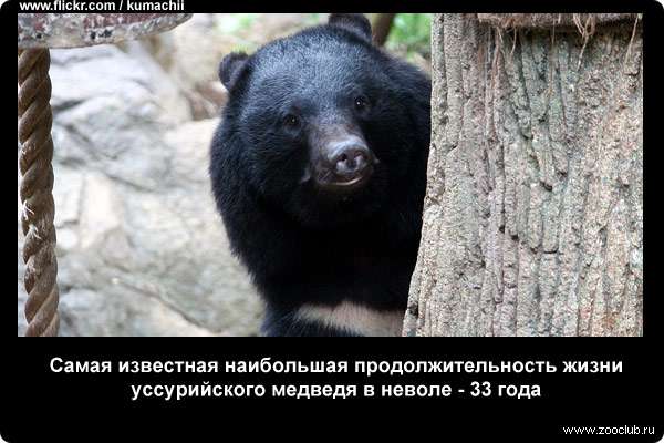  Самая известная наибольшая продолжительность жизни уссурийского медведя в неволе - 33 г