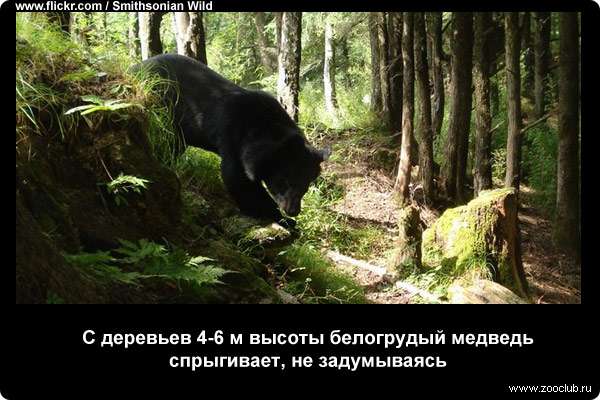  С деревьев 4-6 м высоты белогрудый медведь спрыгивает, не задумываясь