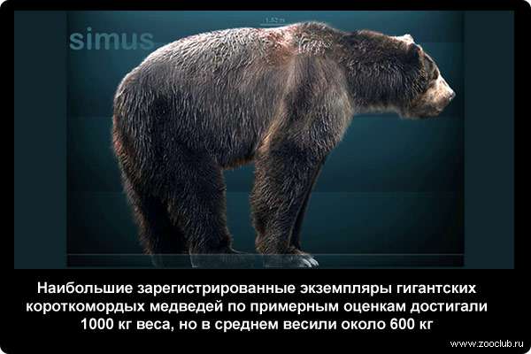  Наибольшие зарегистрированные экземпляры гигантских короткомордых медведей по примерным оценкам достигали 1000 кг веса, но в среднем весили около 600 кг