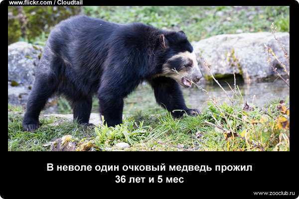  В неволе один очковый медведь прожил 36 лет и 5 месяцев