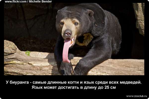  У биуранга - самые длинные когти и язык среди всех медведей. Язык может достигать в длину до 25 см