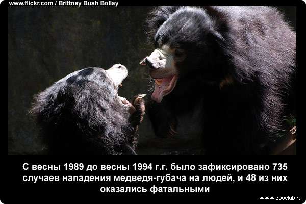  С весны 1989 до весны 1994 г.г. было зафиксировано 735 случаев нападения медведя-губача на людей, и 48 из них оказались фатальными