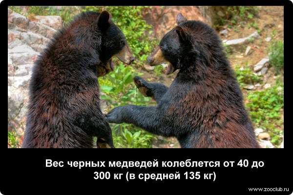  Вес черных медведей колеблется от 40 до 300 кг (в средней 135 кг)