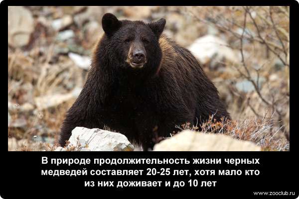  В природе продолжительность жизни черных медведей составляет 20-25 лет, хотя мало кто из них доживает и до 10 лет