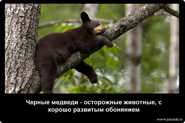  Черные медведи - осторожные животные, с хорошо развитым обонянием