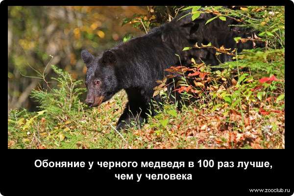  Обоняние у черного медведя в 100 раз лучше, чем у человека