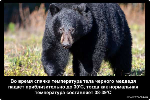  Во время спячки температура тела черного медведя падает приблизительно до 30C, тогда как нормальная температура составляет 38-39C