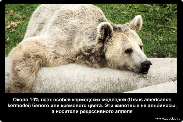  Около 10% всех особей кермодских медведей белого или кремового цвета. Эти животные не альбиносы, а носители рецессивного аллеля