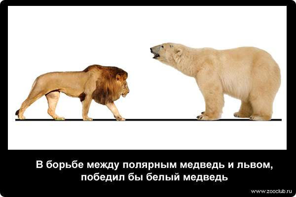  В борьбе между полярным медведь и львом, победил бы белый медведь