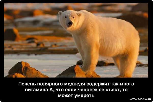  Печень полярного медведя содержит так много витамина А, что если человек ее съест, то может умереть