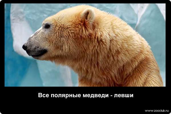  Все полярные медведи - левши