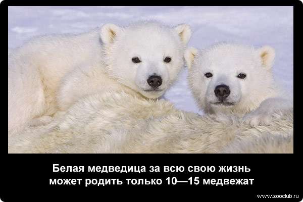  Белая медведица за всю свою жизнь может родить только 10-15 медвежат