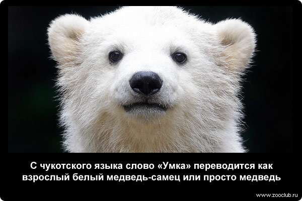  С чукотского языка слово Умка переводится как взрослый белый медведь-самец или просто медведь