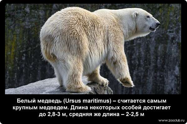  Белый медведь (Ursus maritimus) - считается самым крупным медведем. Длина некоторых особей достигает до 2,8-3 м, средняя же длина - 2-2,5 м