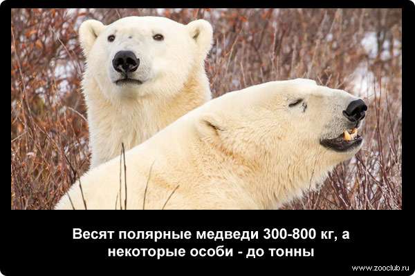  Весят полярные медведи 300-800 кг, а некоторые особи - до тонны