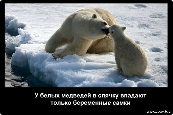  У белых медведей в спячку впадают только беременные самки