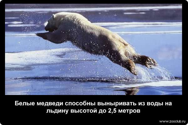  Белые медведи способны выныривать из воды на льдину высотой до 2,5 м