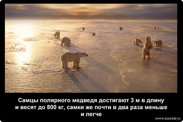  Самцы полярного медведя достигают 3 м в длину и весят до 800 кг, самки же почти в два раза меньше и легче