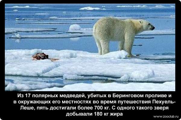  Из 17 полярных медведей, убитых в Беринговом проливе и в окружающих его местностях во время путешествия Пехуель-Леше, пять достигали более 700 кг. С одного такого зверя добывали 180 кг жира
