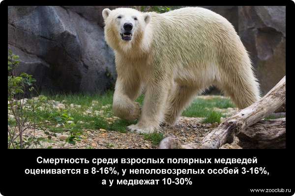  Смертность среди взрослых полярных медведей оценивается в 8-16%, у неполовозрелых особей 3-16%, а у медвежат 10-30%