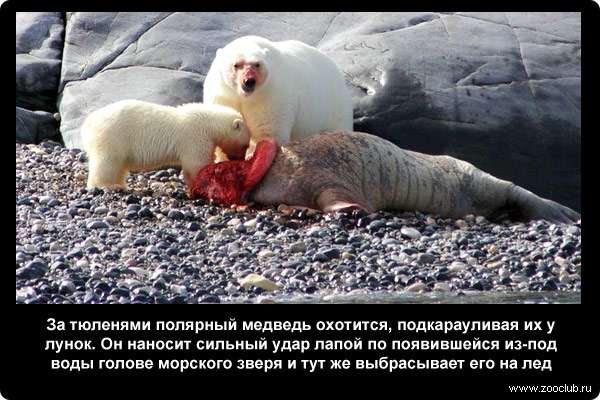  За тюленями полярный медведь охотится, подкарауливая их у лунок. Он наносит сильный удар лапой по появившейся из-под воды голове морского зверя и тут же выбрасывает его на лед