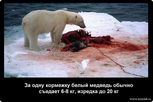  За одну кормежку белый медведь обычно съедает 6-8 кг, изредка до 20 кг