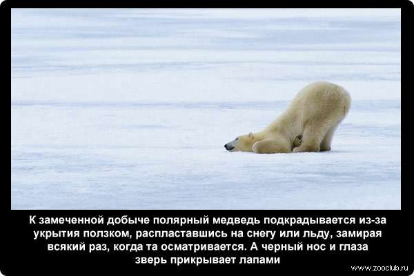  К замеченной добыче полярный медведь подкрадывается из-за укрытия ползком, распластавшись на снегу или льду, замирая всякий раз, когда та осматривается. А черный нос и глаза зверь прикрывает лапами