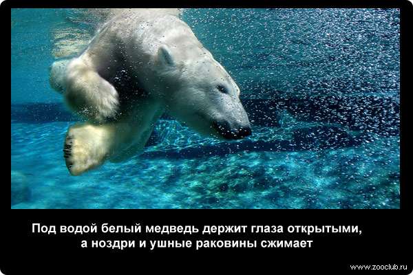  Под водой белый медведь держит глаза открытыми, а ноздри и ушные раковины сжимает