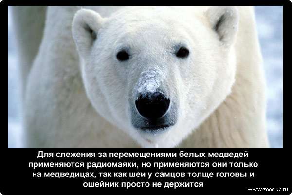  Для слежения за перемещениями белых медведей применяются радиомаяки, но применяются они только на медведицах, так как шеи у самцов толще головы и ошейник просто не держится