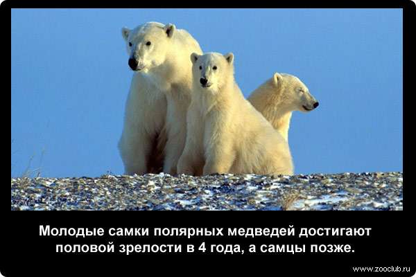  Молодые самки полярных медведей достигают половой зрелости в 4 года, а самцы позже