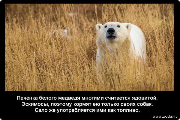  Печенка белого медведя многими считается ядовитой. Эскимосы, поэтому кормят ею только своих собак. Сало же употребляется ими как топливо