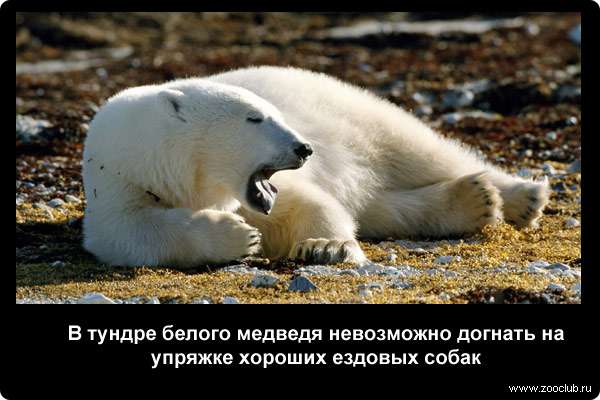  В тундре белого медведя невозможно догнать на упряжке хороших ездовых собак