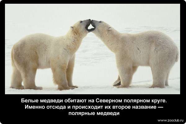  Белые медведи обитают на Северном полярном круге. Именно отсюда и происходит их второе название - полярные медведи.