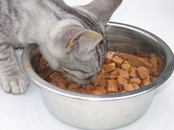 Кошка ест корм из миски, кормление кошек, фото фотография картинка